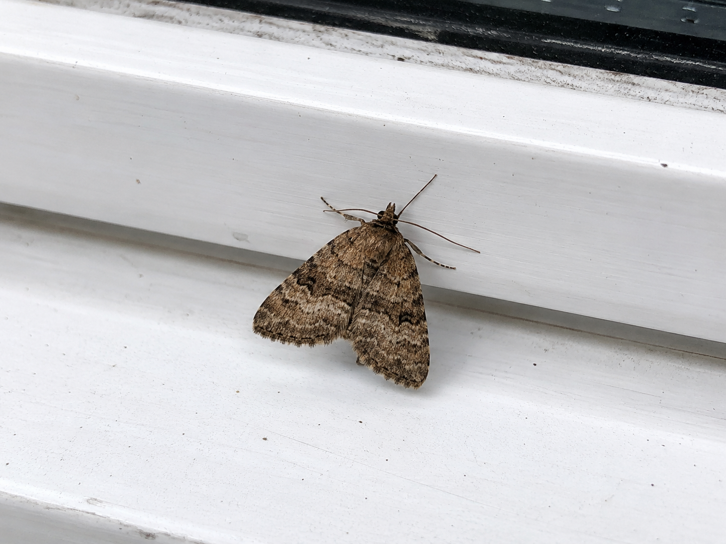 Islington pest control for local properties inspection context