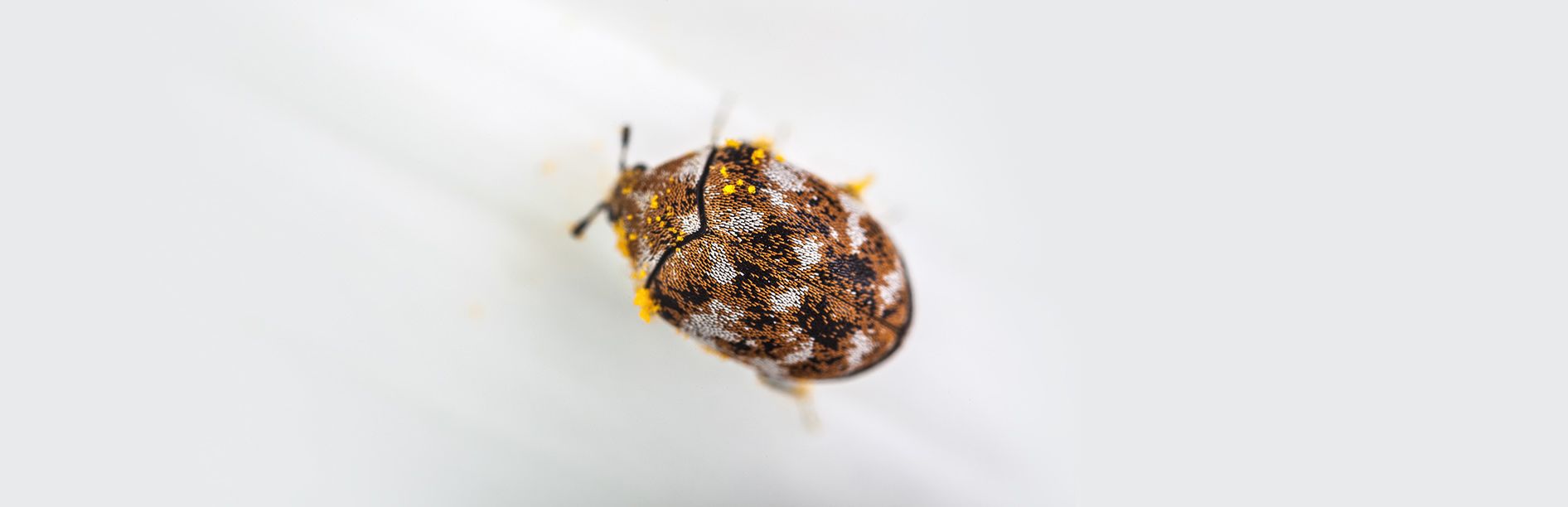 Scents That Carpet Beetles Hate (And How To Use Them) Pest, 55 OFF