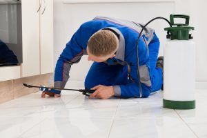 Pest Control Staines-upon-Thames
