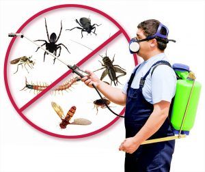 Pest Control Isleworth