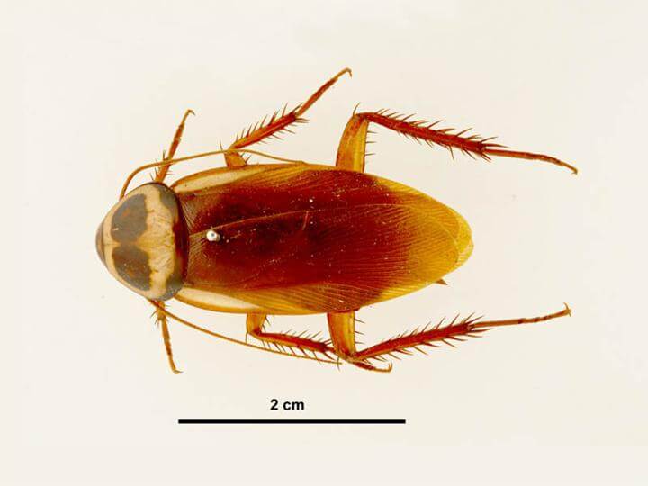 Australian-Cockroach