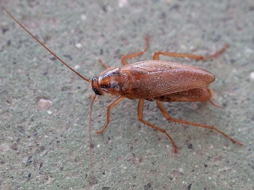 German-cockroach