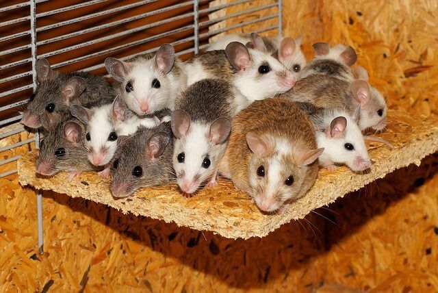 Mice-Species