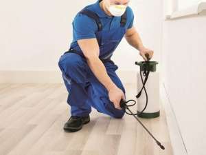 Pest Control Ashford