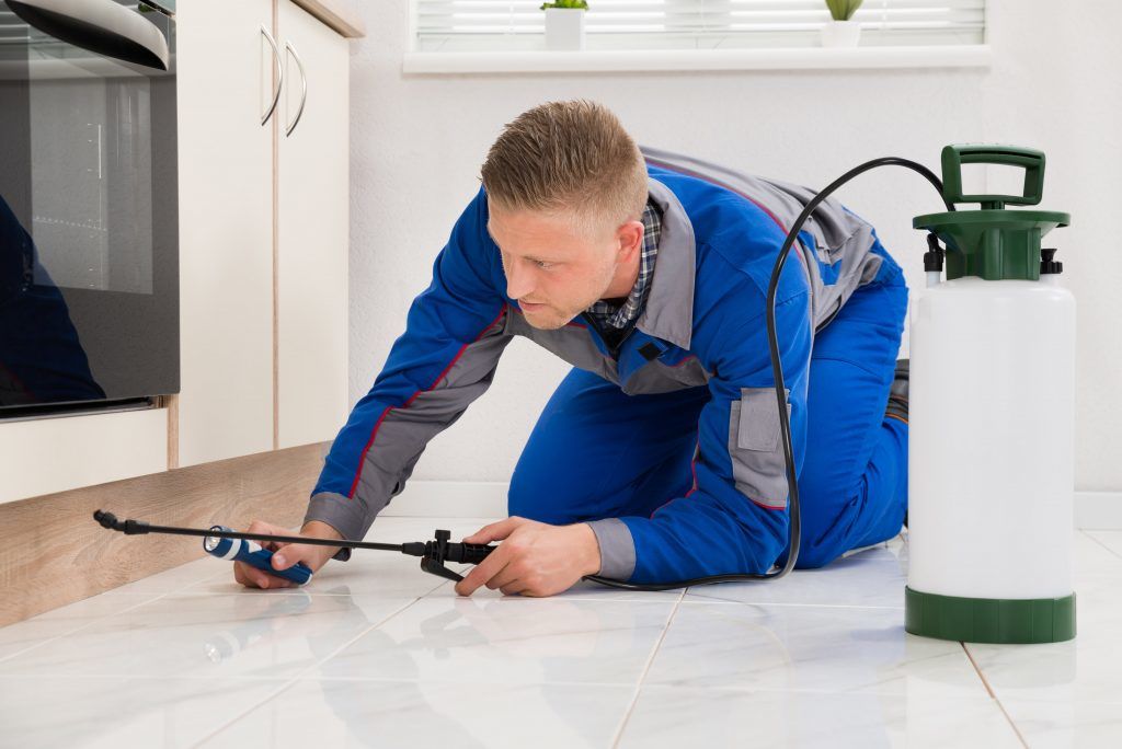 Precise Pest Control West Norwood Ant Control Panther Pest Control