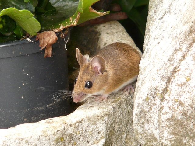 Wood-Mouse