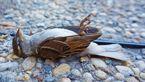 bird control fresno