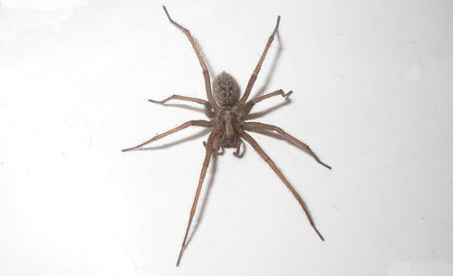 10 Household Spiders UK & Their Benefits