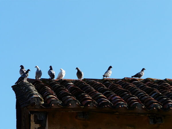 bird control fresno