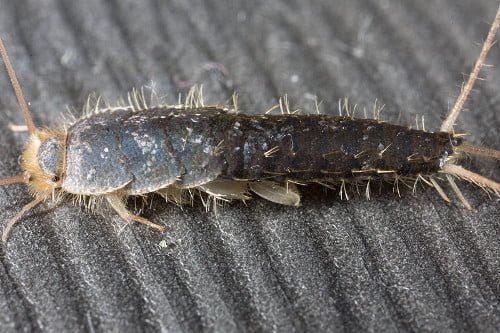 Do Silverfish Bite People? | Panther Pest Control