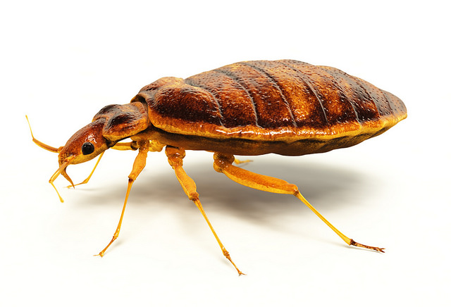 bed-bug-how-big