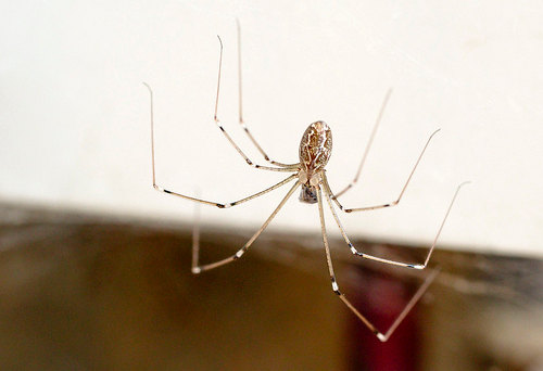 daddy-long-legs-spider