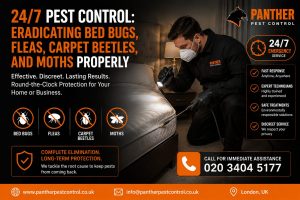24/7 Pest Control: Eradicating Bed Bugs, Fleas, Carpet Beetles, and Moths Properly