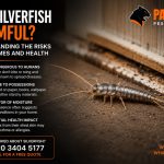 Are Silverfish Harmful? Understanding the Risks to UK Homes and Health