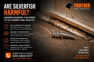 Are Silverfish Harmful? Understanding the Risks to UK Homes and Health