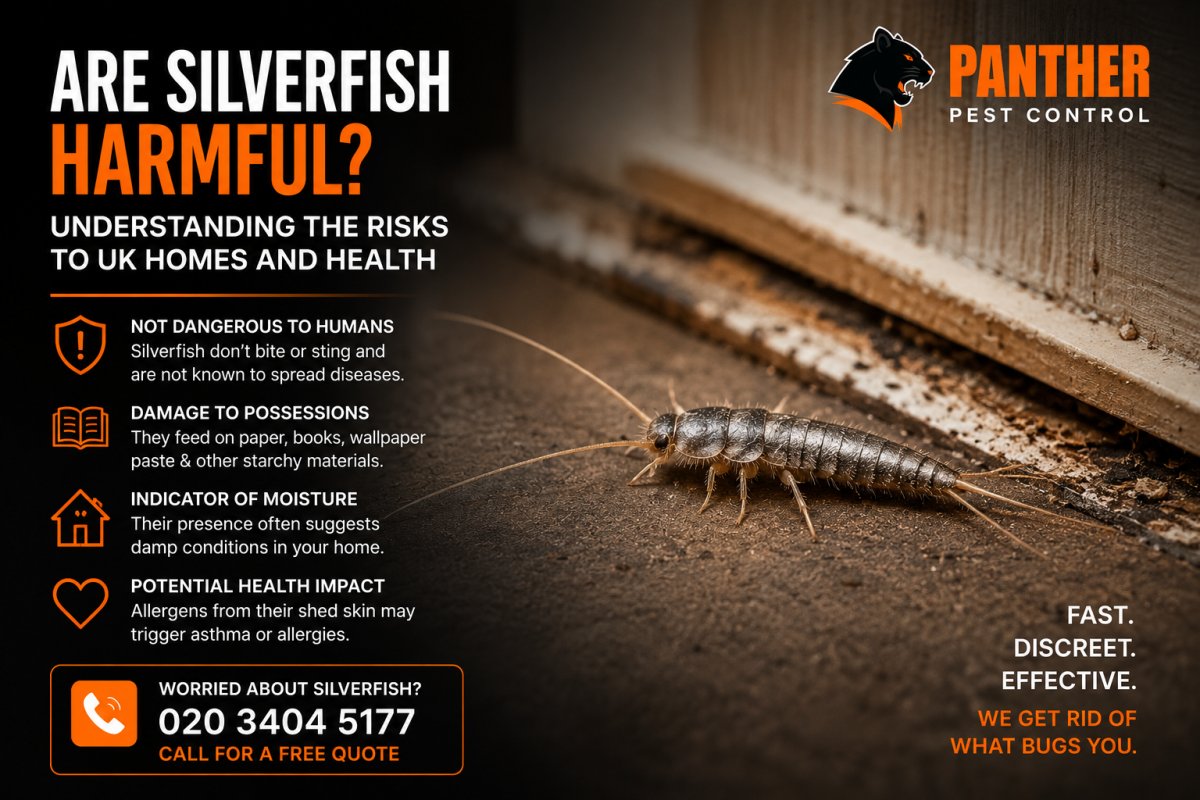 Are Silverfish Harmful? Understanding the Risks to UK Homes and Health