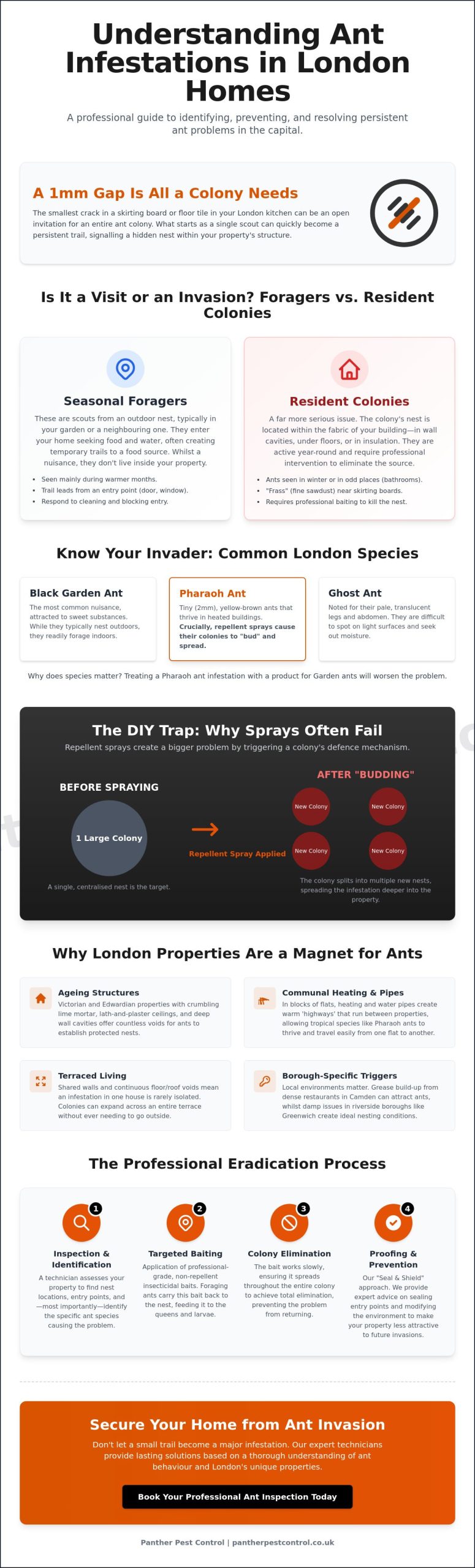 Summer Ant Problems in London Kitchens