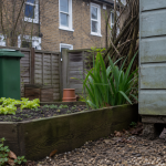 Brown rat beside a shed in a London terraced garden